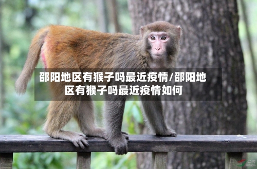邵阳地区有猴子吗最近疫情/邵阳地区有猴子吗最近疫情如何