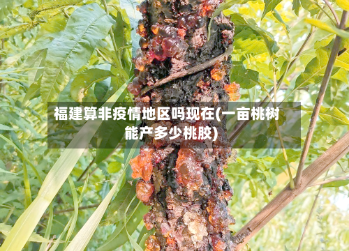福建算非疫情地区吗现在(一亩桃树能产多少桃胶)